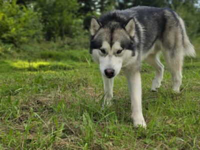 Reproduktor · rasa alaskan malamute - Jukon