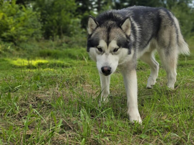 Reproduktor · rasa alaskan malamute - Jukon