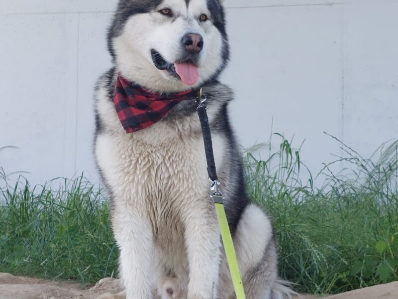Reproduktor · rasa alaskan malamute - Jukon
