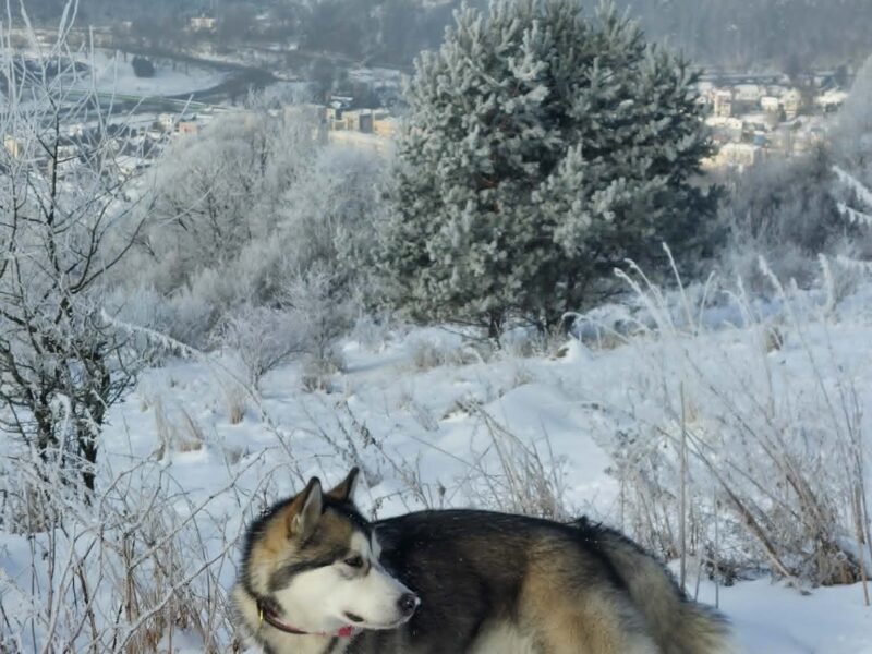 Reproduktor · rasa alaskan malamute - Jukon