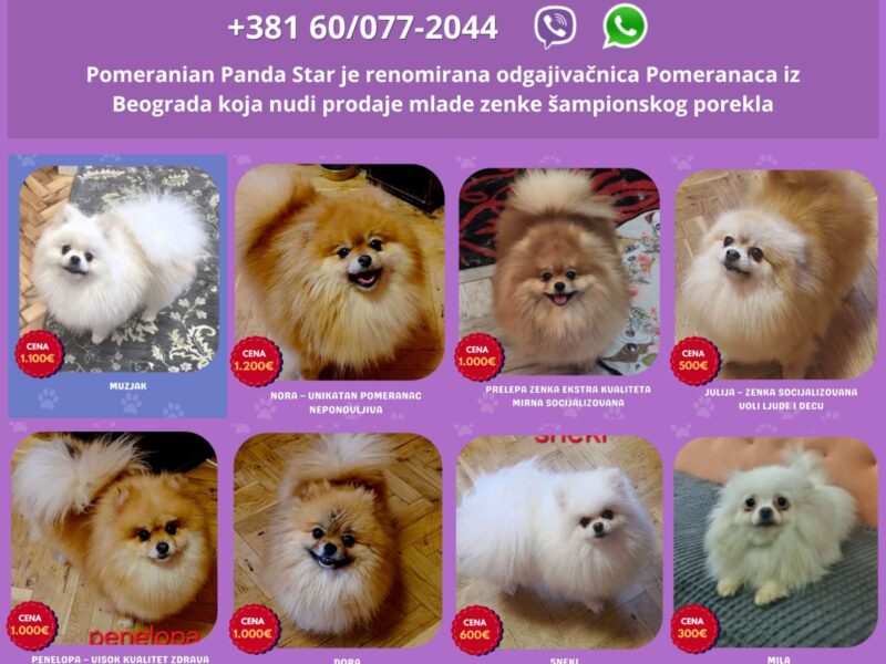 Hodowla pomeranianów sprzedaje młode suki