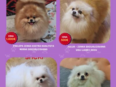 Hodowla pomeranianów sprzedaje młode suki