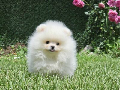 Pomeranian BOO typu miś – szczenięta szpica pomorskiego