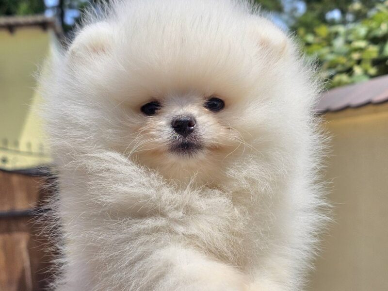 Pomeranian BOO typu miś – szczenięta szpica pomorskiego