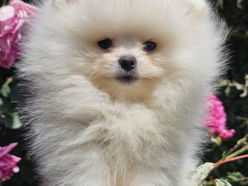 Pomeranian BOO typu miś – szczenięta szpica pomorskiego