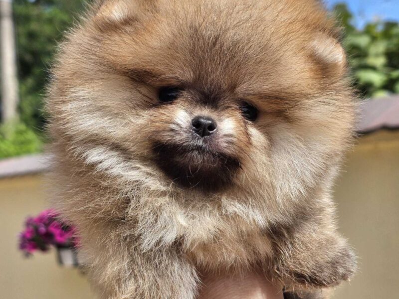 Pomeranian BOO typu miś – szczenięta szpica pomorskiego