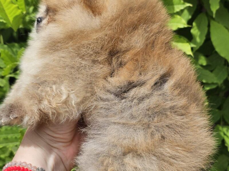 Pomeranian BOO typu miś – szczenięta szpica pomorskiego