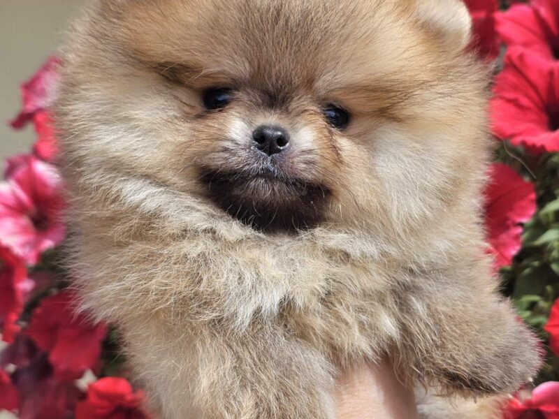 Pomeranian BOO typu miś – szczenięta szpica pomorskiego