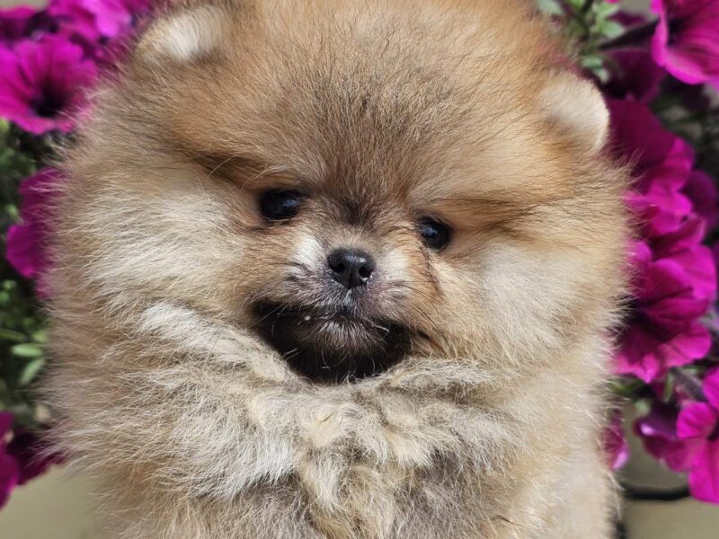 Pomeranian BOO typu miś – szczenięta szpica pomorskiego