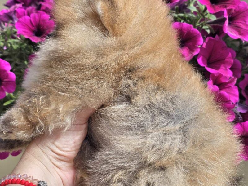 Pomeranian BOO typu miś – szczenięta szpica pomorskiego