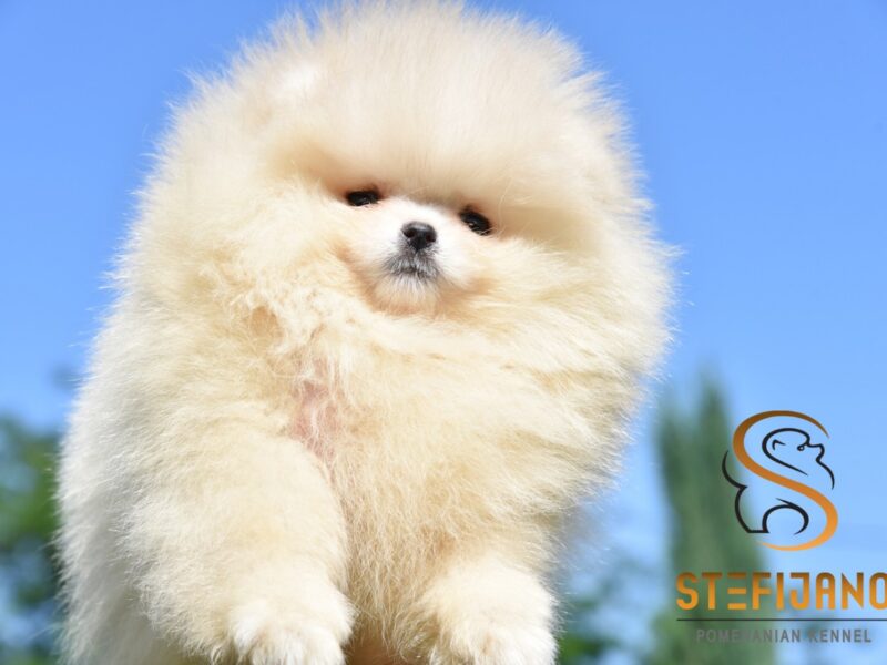 Szczenięta Pomeranian BOO typu „miś” | Szczenięta szpica miniaturowego (Pomeranian)