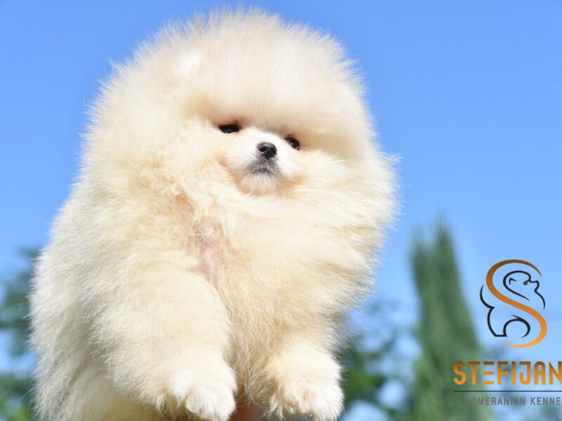 Szczenięta Pomeranian BOO typu „miś” | Szczenięta szpica miniaturowego (Pomeranian)