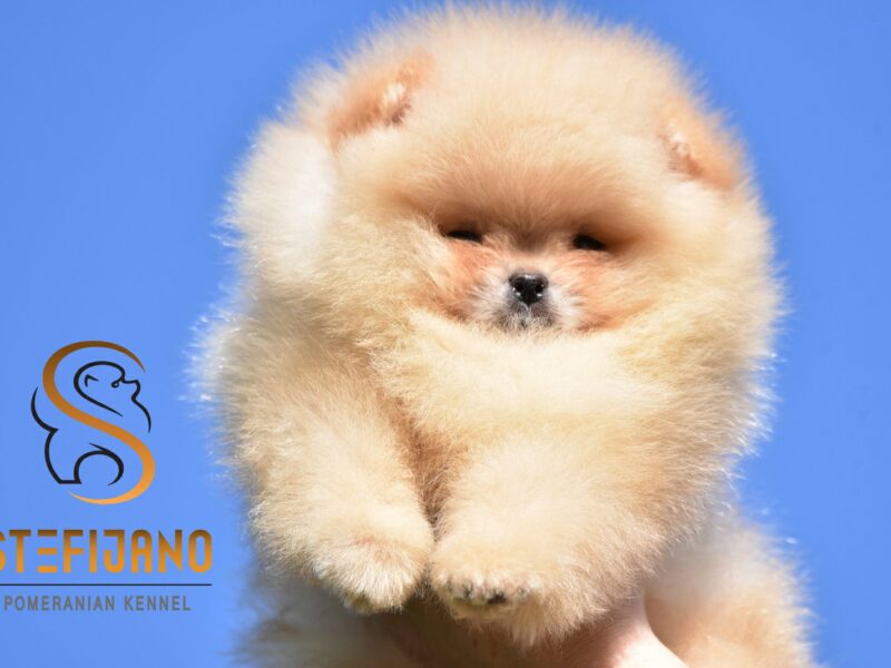 Szczenięta Pomeranian BOO typu „miś” | Szczenięta szpica miniaturowego (Pomeranian)