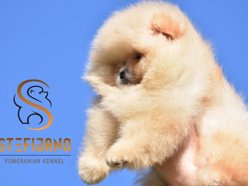 Szczenięta Pomeranian BOO typu „miś” | Szczenięta szpica miniaturowego (Pomeranian)