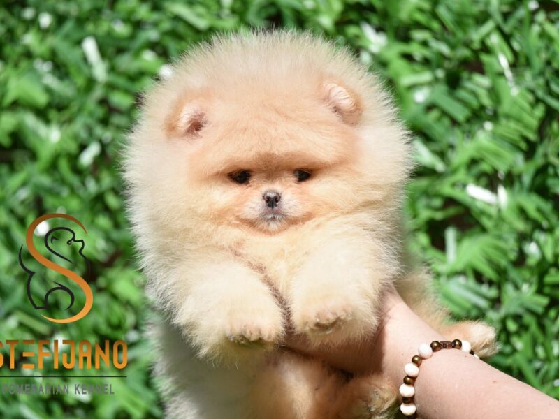 Szczenięta Pomeranian BOO typu „miś” | Szczenięta szpica miniaturowego (Pomeranian)