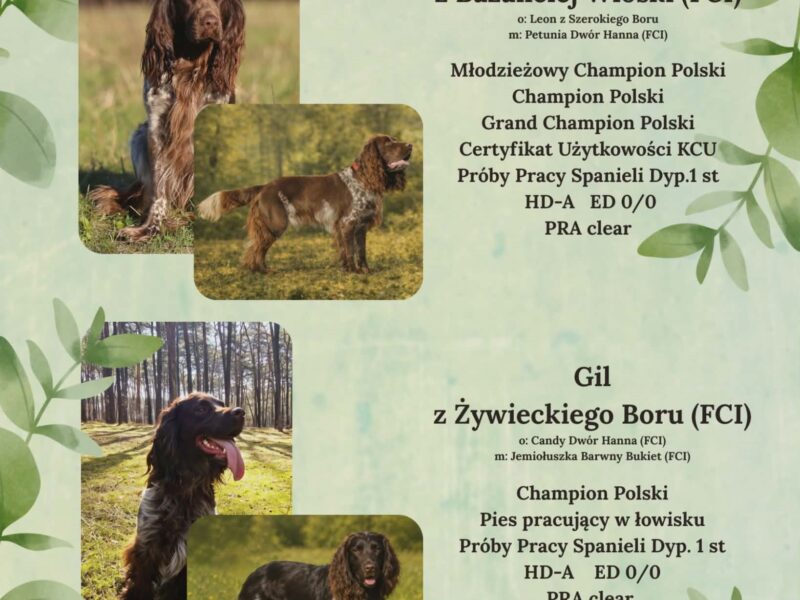 Psy Artemidy FCI - Polski Spaniel Myśliwski- dostępne szczenięta
