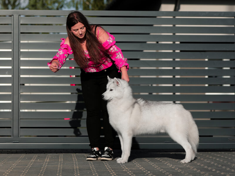 Reproduktor siberian husky ZKwP/FCI