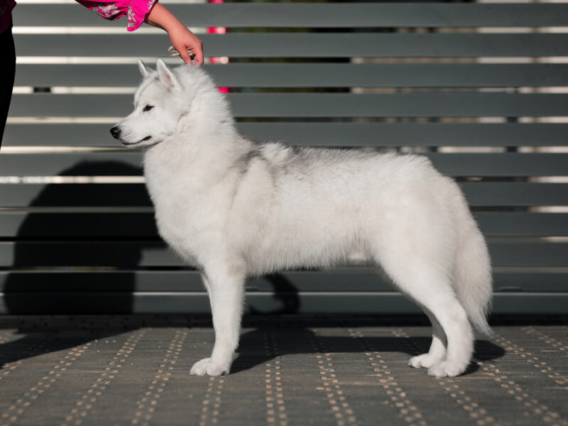 Reproduktor siberian husky ZKwP/FCI