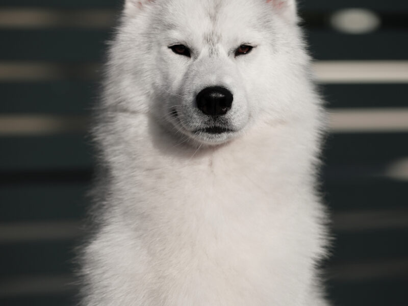 Reproduktor siberian husky ZKwP/FCI