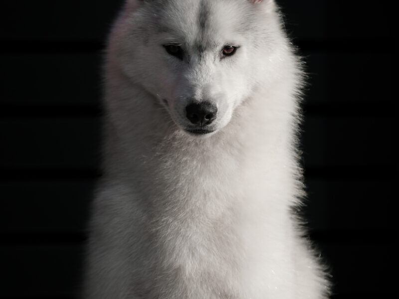 Reproduktor siberian husky ZKwP/FCI