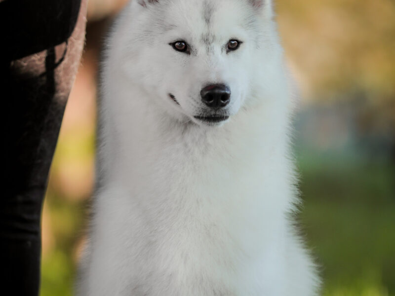 Reproduktor siberian husky ZKwP/FCI