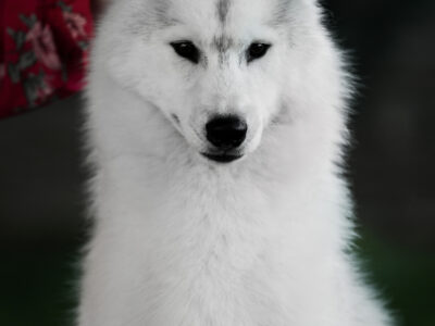 Reproduktor siberian husky ZKwP/FCI