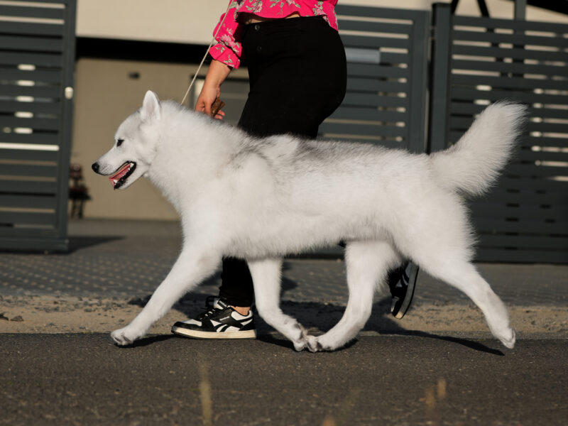 Reproduktor siberian husky ZKwP/FCI
