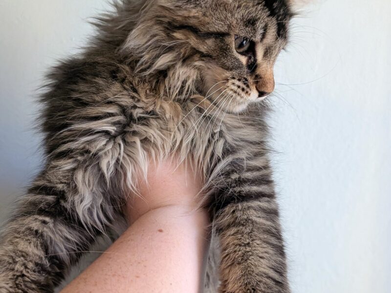 Bajgiel – kocurek Maine Coon z rodowodem FPL/FIFE