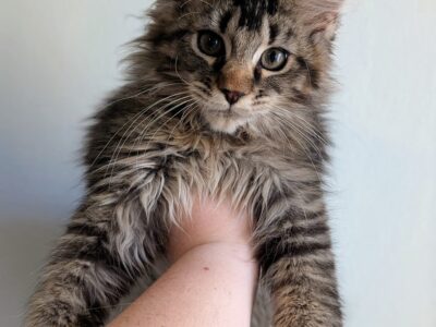 Bajgiel – kocurek Maine Coon z rodowodem FPL/FIFE