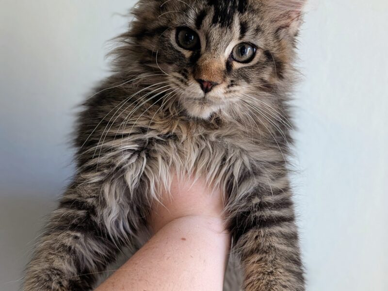 Bajgiel – kocurek Maine Coon z rodowodem FPL/FIFE