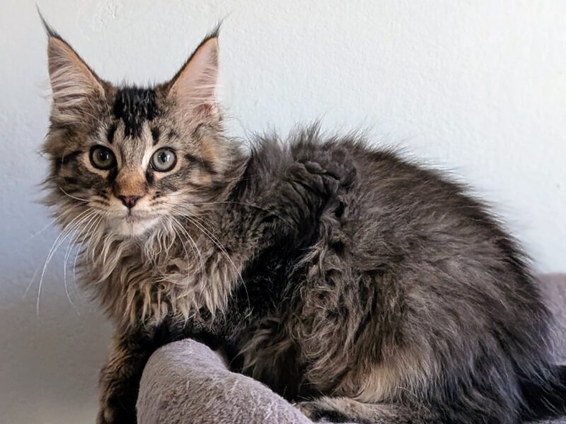 Bajgiel – kocurek Maine Coon z rodowodem FPL/FIFE
