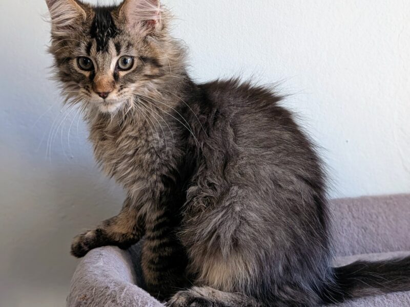 Bajgiel – kocurek Maine Coon z rodowodem FPL/FIFE