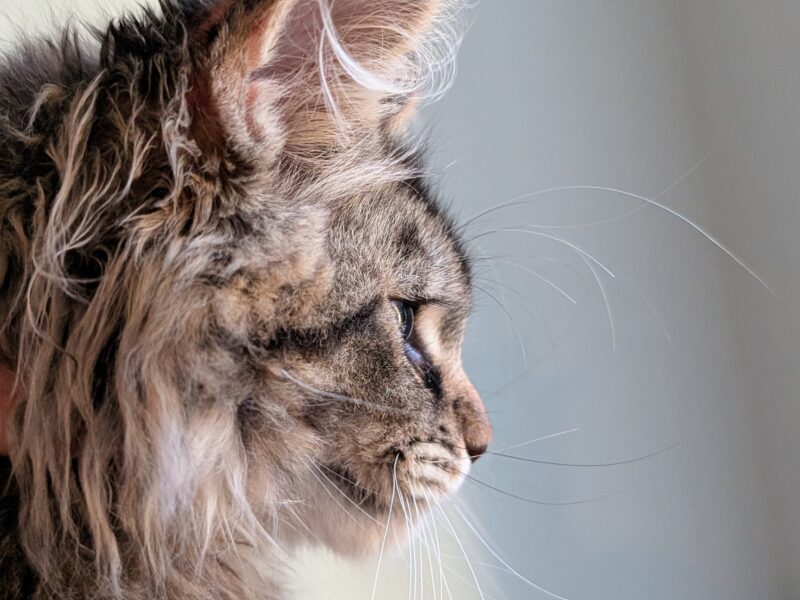 Bajgiel – kocurek Maine Coon z rodowodem FPL/FIFE