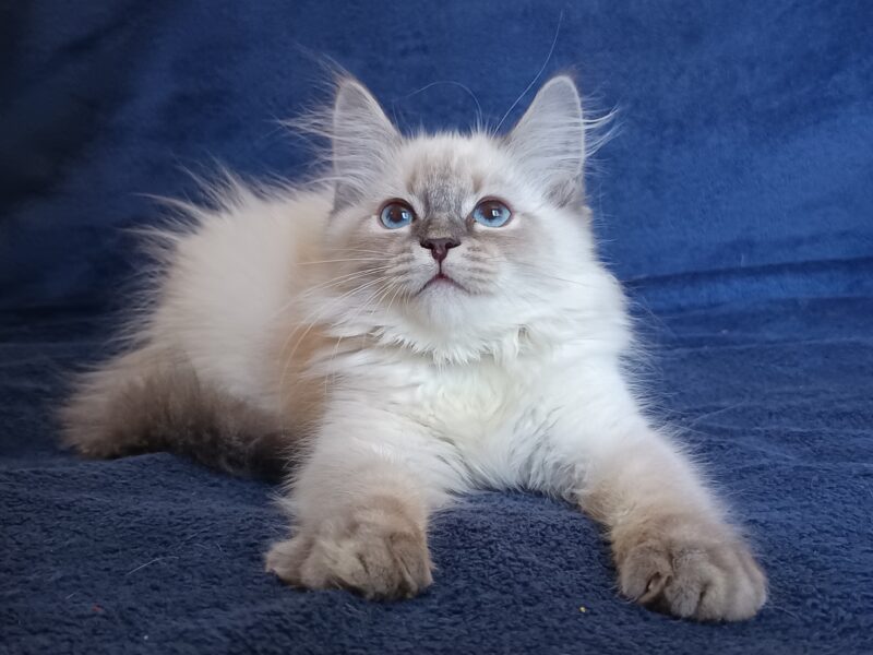TANGO