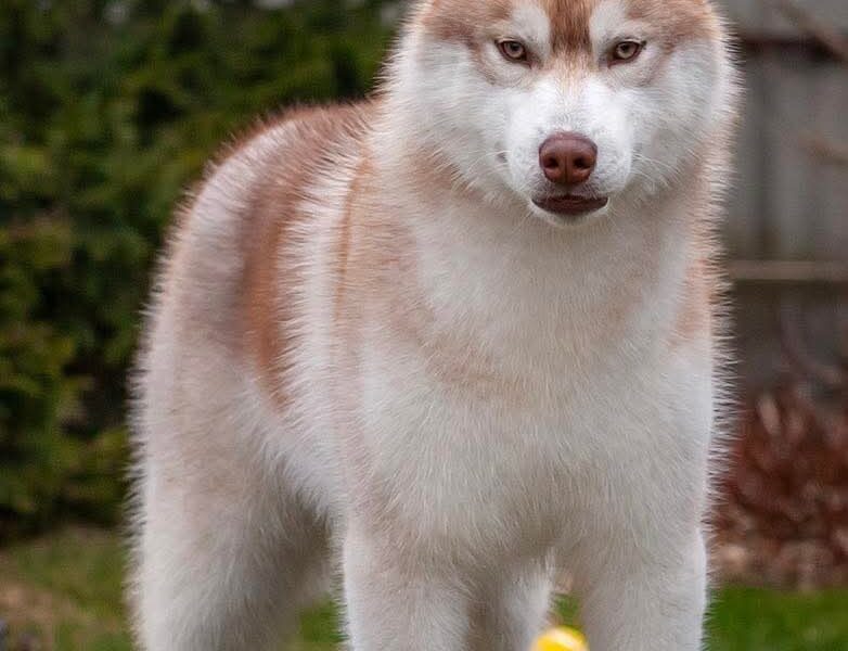 Reproduktor Siberian Husky ZKwP/FCI