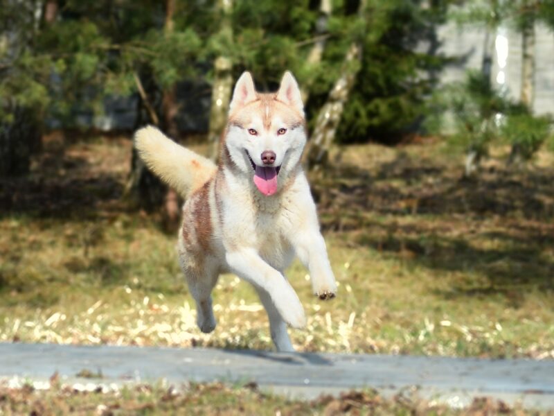 Reproduktor Siberian Husky ZKwP/FCI