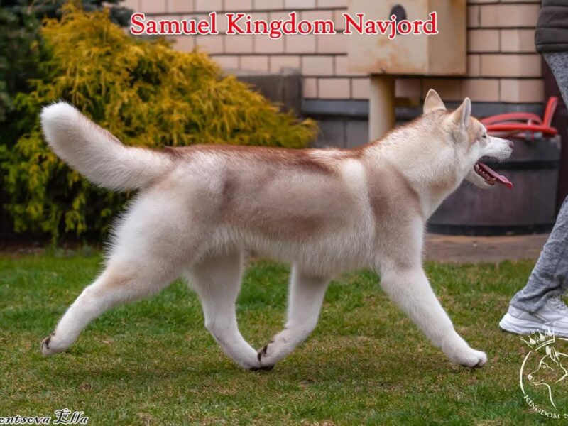 Reproduktor Siberian Husky ZKwP/FCI