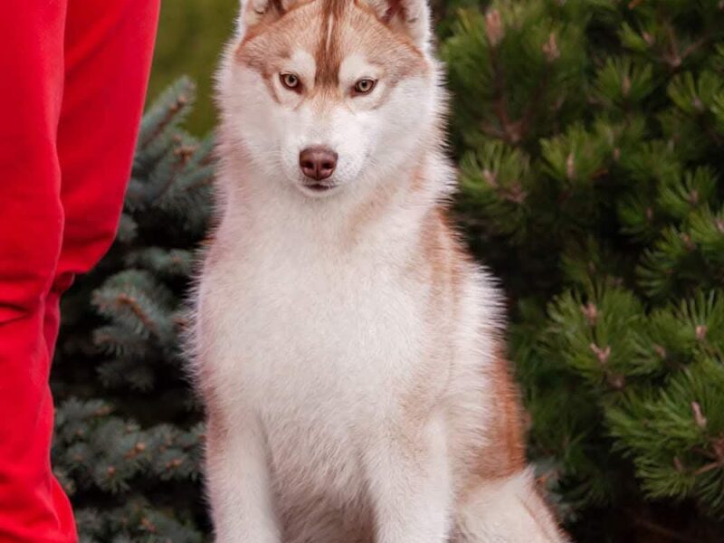 Reproduktor Siberian Husky ZKwP/FCI