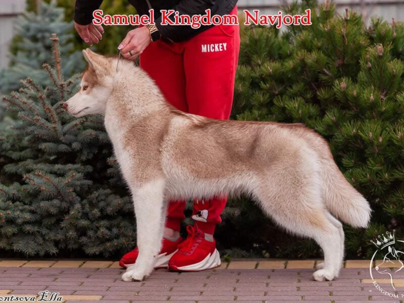 Reproduktor Siberian Husky ZKwP/FCI