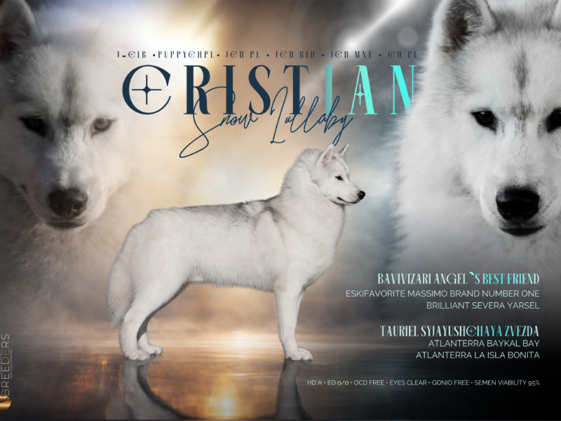 Reproduktor siberian husky ZKwP/FCI