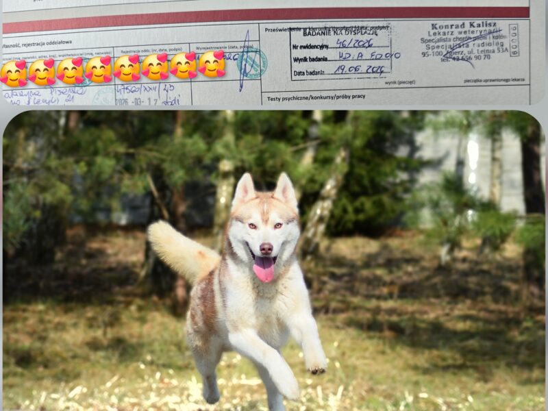 Reproduktor Siberian Husky ZKwP/FCI