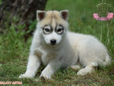 Siberian Husky suczka heterochromia ZKwP/FCI