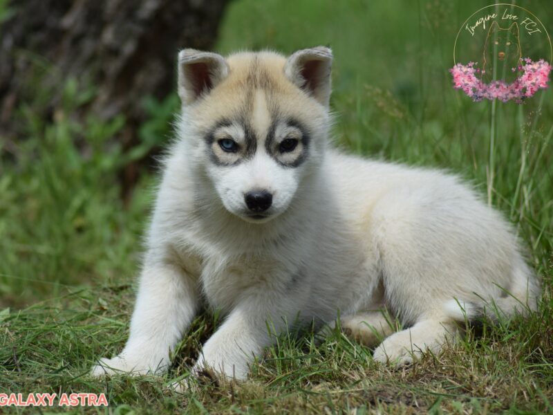 Siberian Husky suczka heterochromia ZKwP/FCI