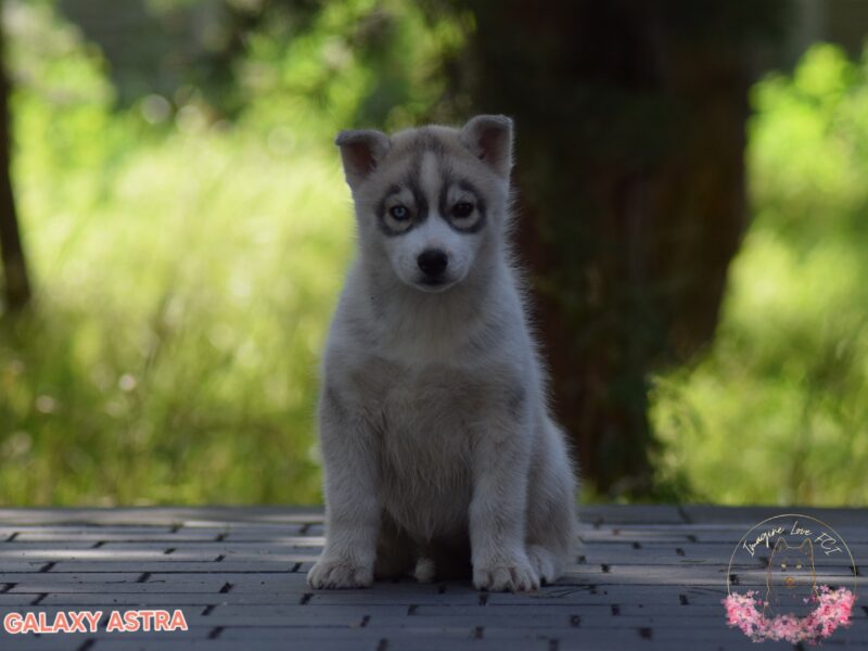 Siberian Husky suczka heterochromia ZKwP/FCI