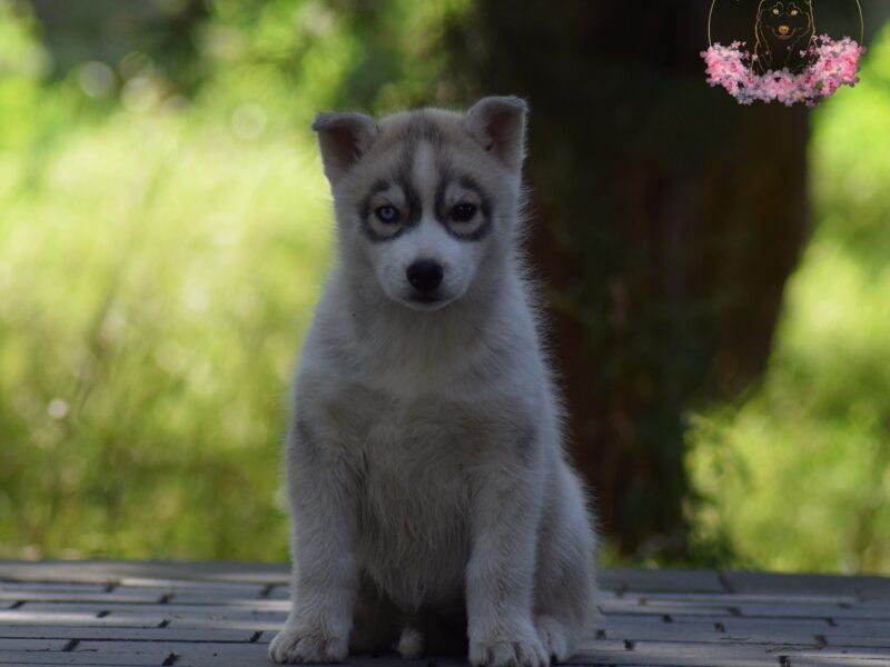 Siberian Husky suczka heterochromia ZKwP/FCI