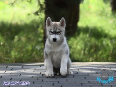 Siberian Husky piesek z heterochromią ZKwP/FCI