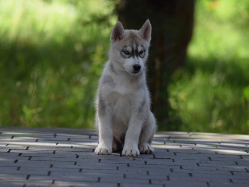 Siberian Husky piesek z heterochromią ZKwP/FCI
