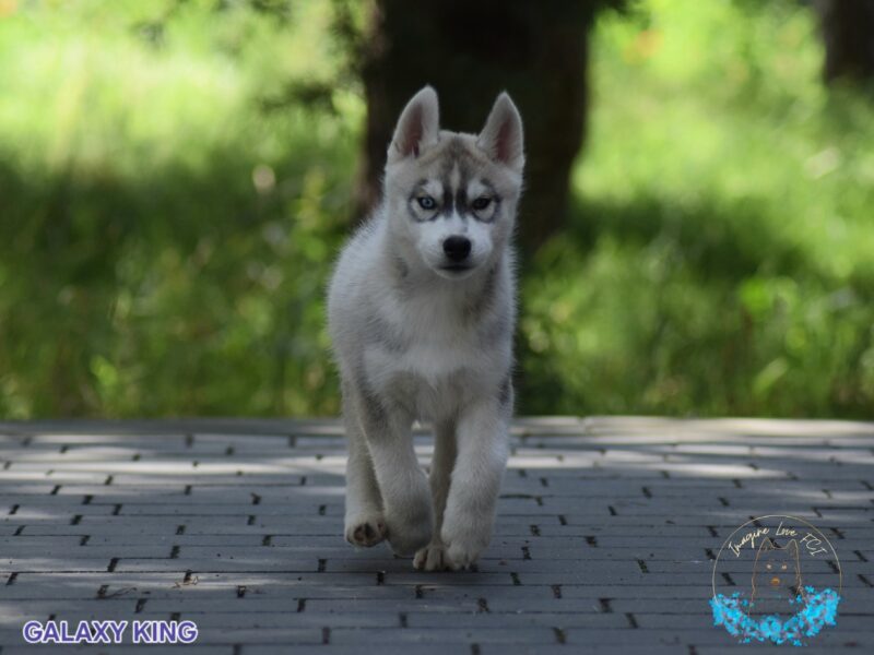 Siberian Husky piesek z heterochromią ZKwP/FCI