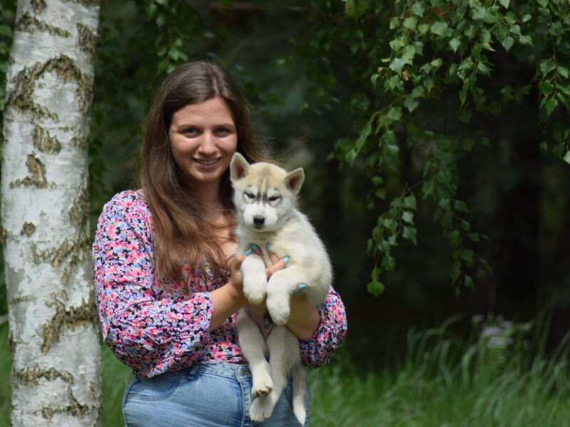 Siberian Husky piesek z heterochromią ZKwP/FCI