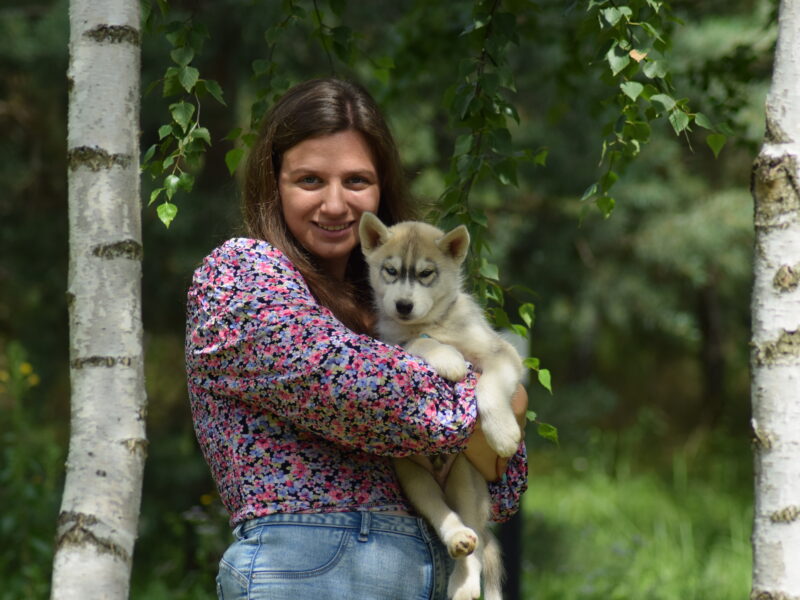 Siberian Husky piesek z heterochromią ZKwP/FCI